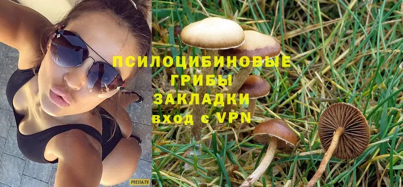 Галлюциногенные грибы Psilocybe  закладка  Богородск 